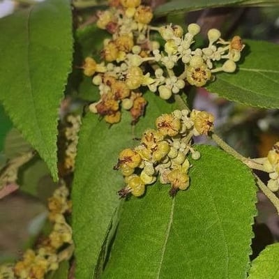 Guazuma ulmifolia — flower