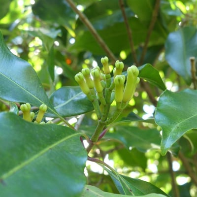 Syzygium aromaticum — flower
