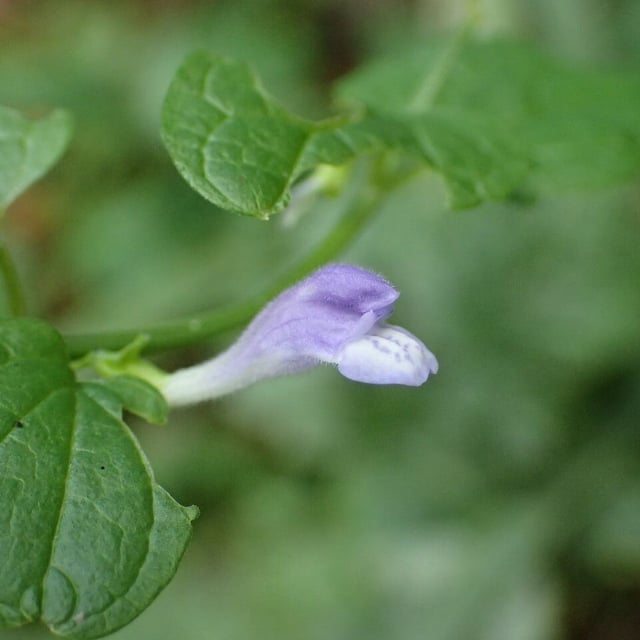 Scutellaria galericulata — flower