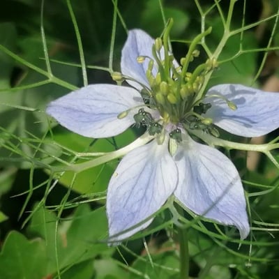 Nigella damascena — flower