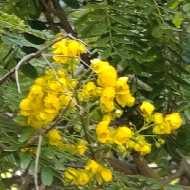 Senna multijuga — flower