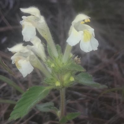 Galeopsis segetum — flower