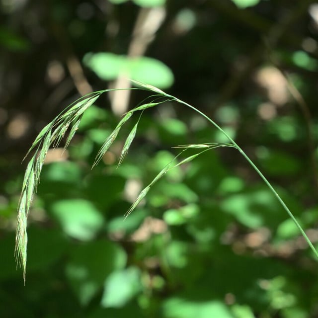 Bromus ramosus — flower