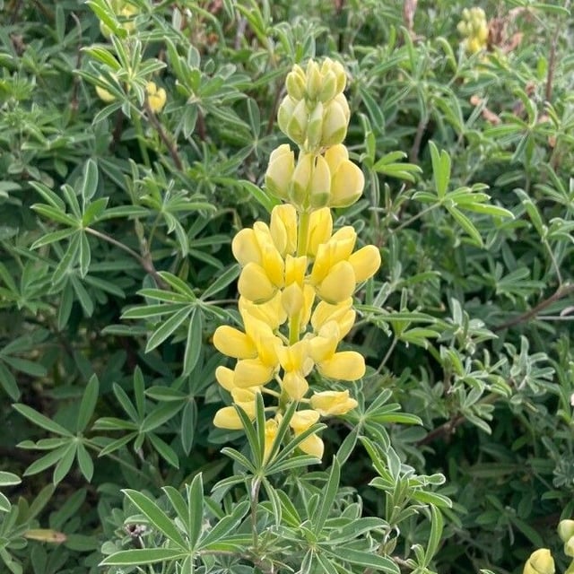 Lupinus arboreus — flower