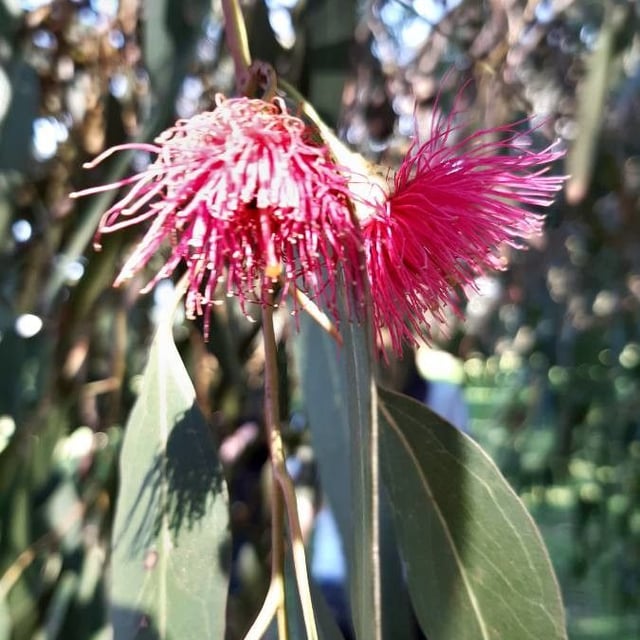 Eucalyptus leucoxylon — flower