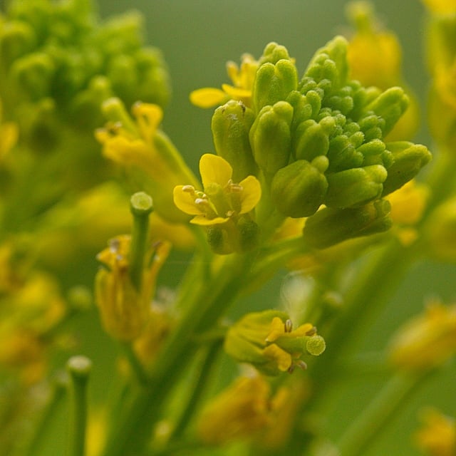 Barbarea stricta — flower