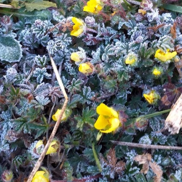 Potentilla crantzii — flower