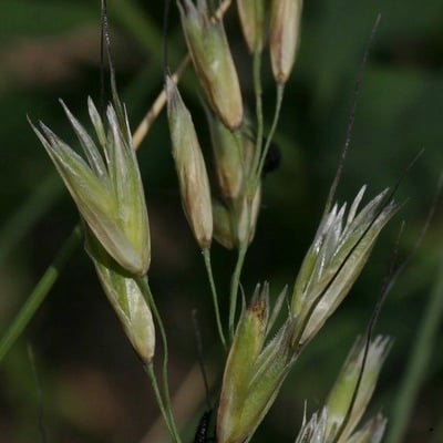 Helictotrichon sempervirens — flower