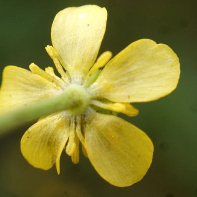 Ranunculus ophioglossifolius — flower