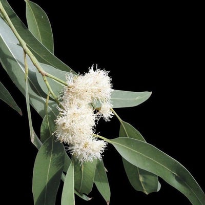 Eucalyptus tereticornis — flower