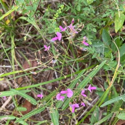 Desmodium paniculatum — flower