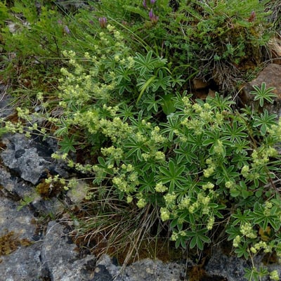 Alchemilla alpigena — flower