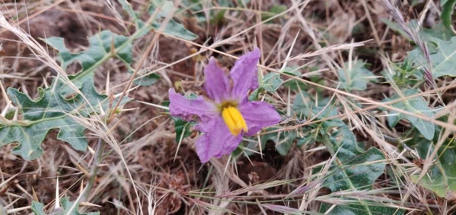 Yellow-fruit nightshade