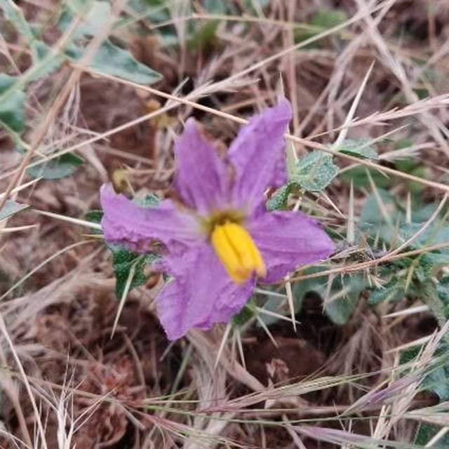 Yellow-fruit nightshade