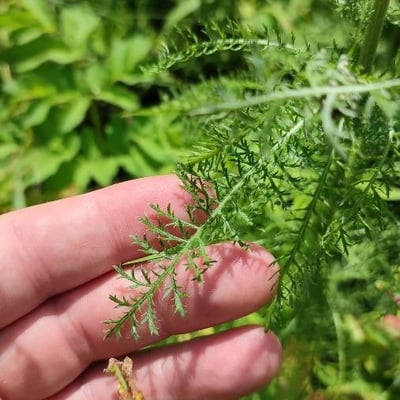 Achillea asiatica — leaf