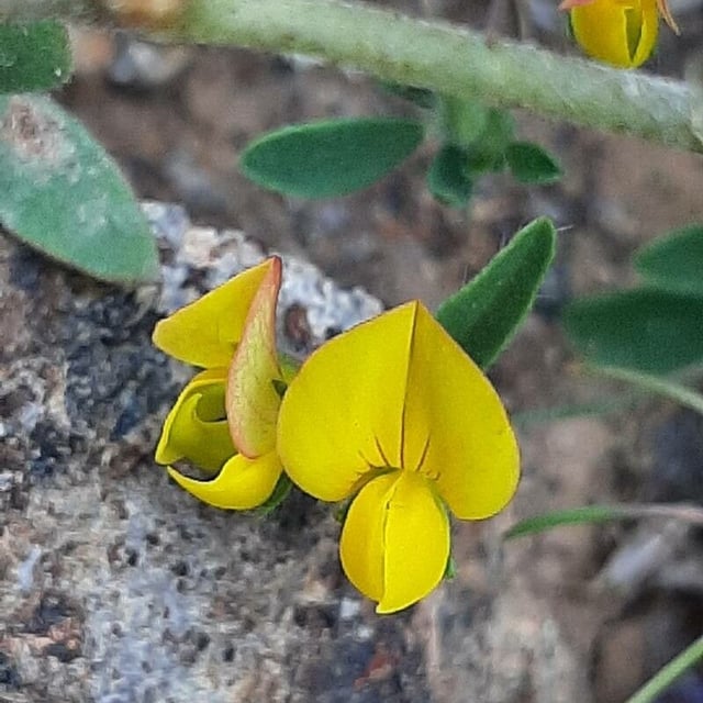 Lotus angustissimus — flower