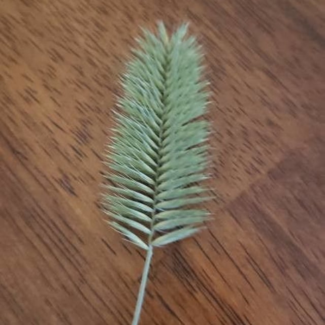 Agropyron cristatum — flower