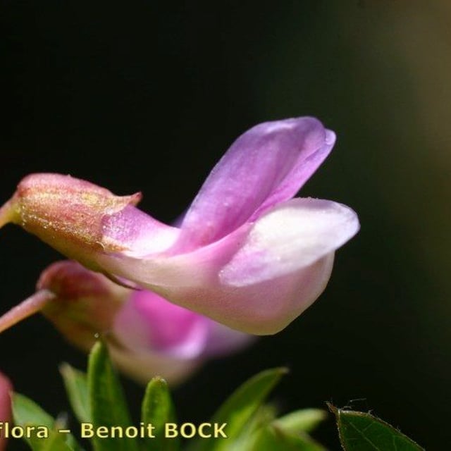 Vicia cassubica — flower