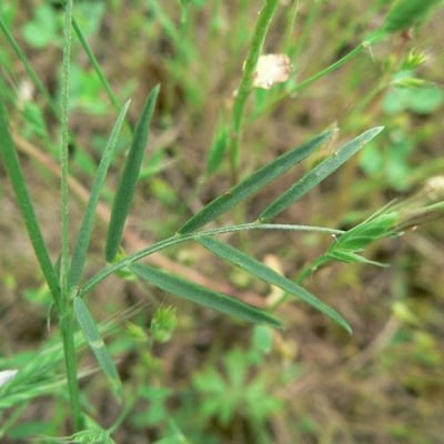 Vicia parviflora — flower
