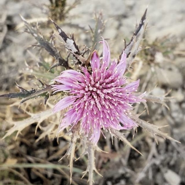 Atractylis humilis — flower