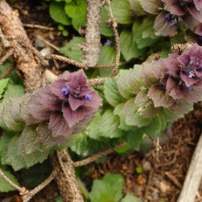 Ajuga pyramidalis — flower