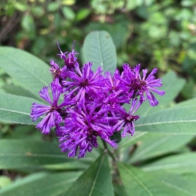 Vernonia baldwinii — flower