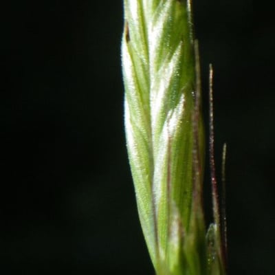 Alopecurus bulbosus — flower