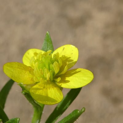 Ranunculus muricatus — flower