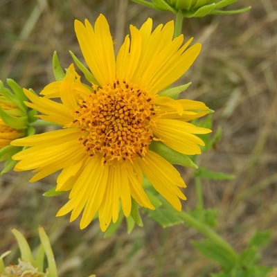 Grindelia ciliata — flower