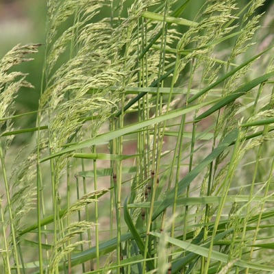 Festuca altissima — flower