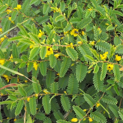 Chamaecrista nictitans — flower