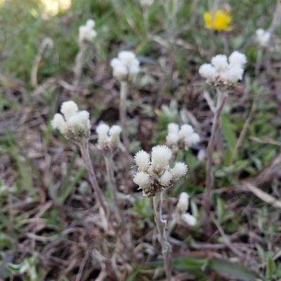 Antennaria neglecta — flower