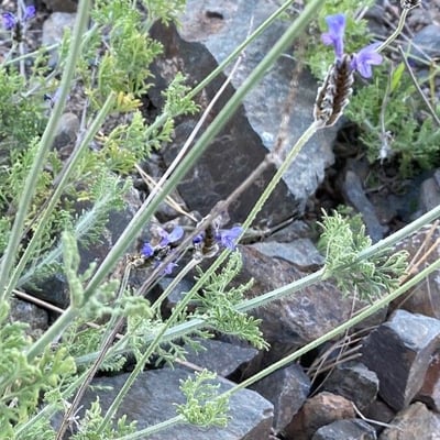 Lavandula multifida — flower