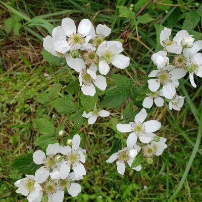 Rubus pensilvanicus — flower