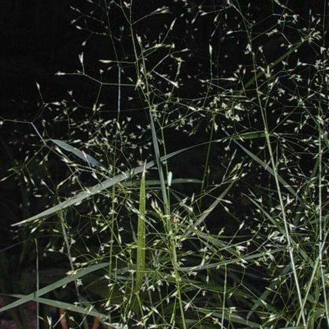 Agrostis perennans — habit