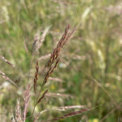 Apera spica-venti — flower