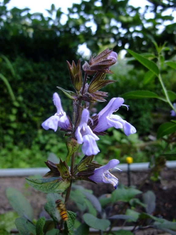 Salvia purpurea