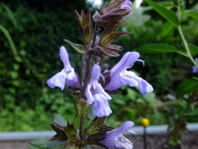 Salvia purpurea