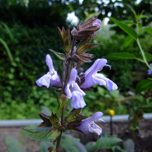 Salvia purpurea