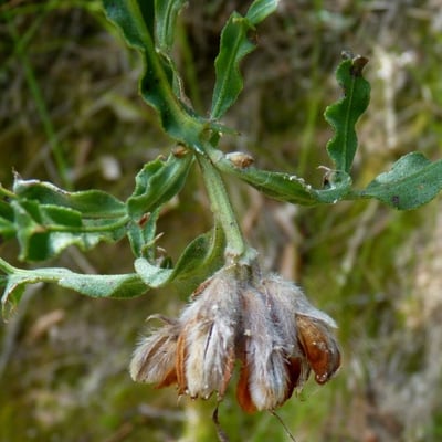 Genista tridentata — flower