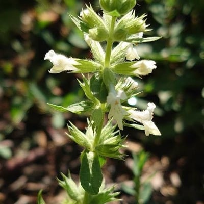 Stachys annua — flower