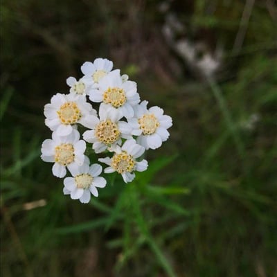 Achillea ptarmica — flower