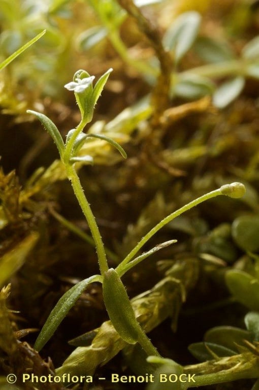 Small bedstraw