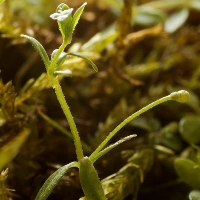 Galium trifidum — flower