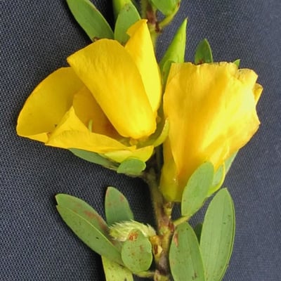 Chamaecrista desvauxii — flower