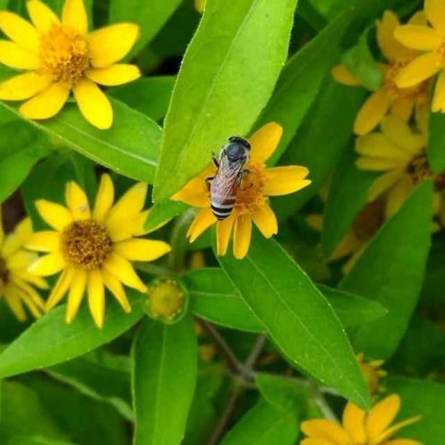 Melampodium divaricatum — flower