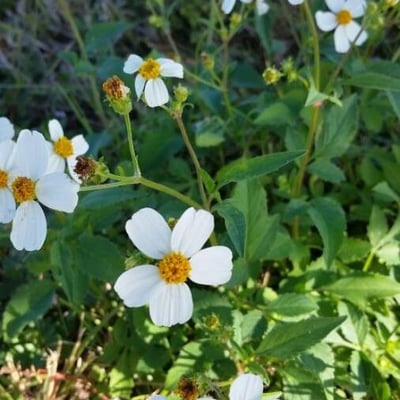 Bidens pilosa — flower