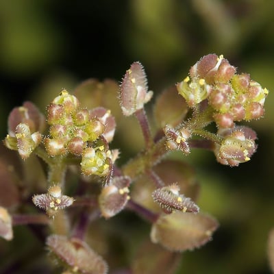 Lepidium lasiocarpum — flower