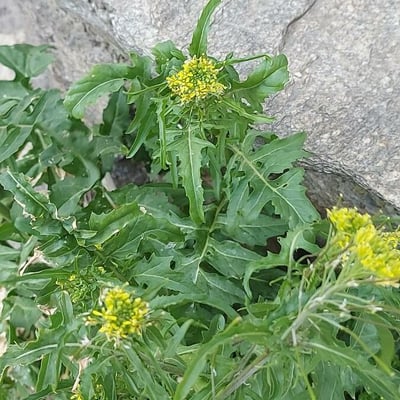 Sisymbrium irio — flower