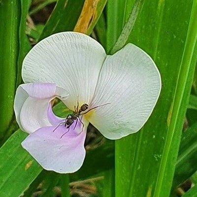 Vigna vexillata — flower
